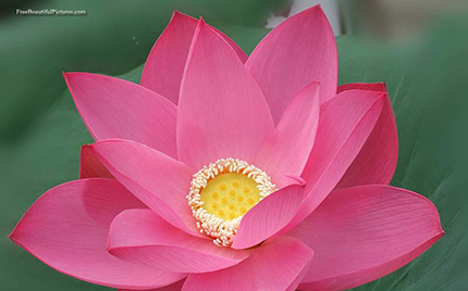 sacred lotus-3 sacred lotus-3
