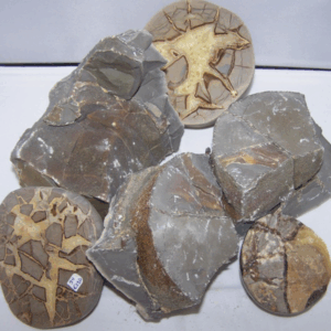 Septaria-Septarien-Septarie