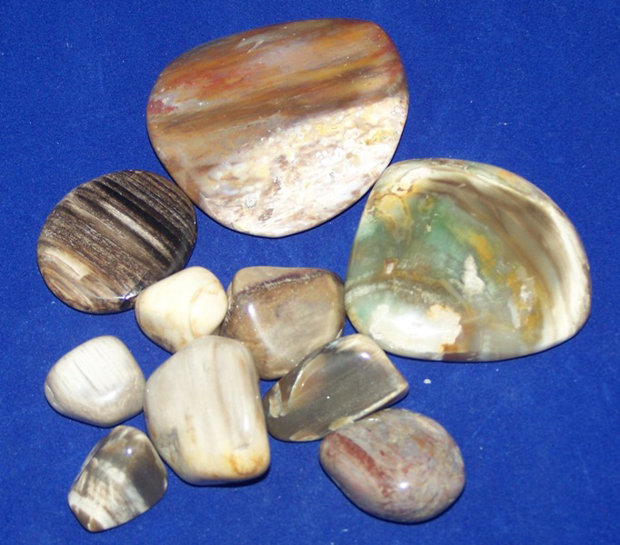 Versteend Hout